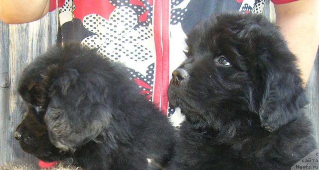 Фото: ньюфаундленд Имидж Дамский Угодник, ньюфаундленд Источник Вдохновения для Ньюфорт