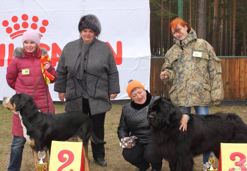 Фото: ньюфаундленд Аквиан Сонг Инсайд Ми Ворд