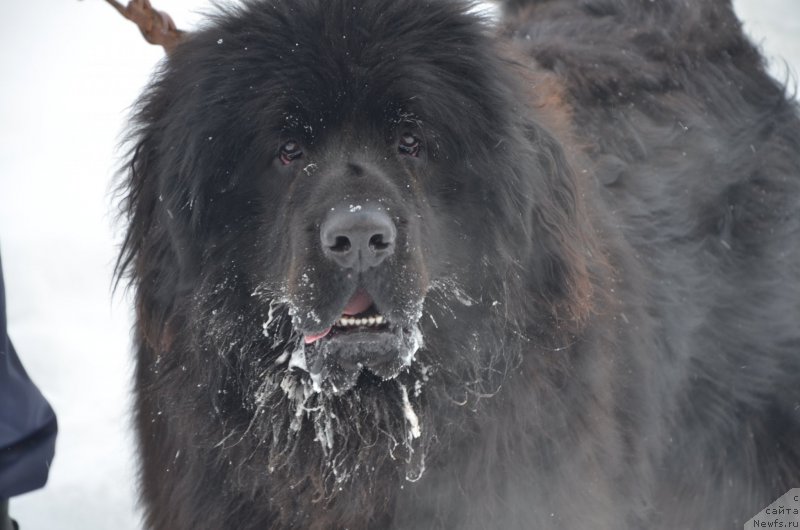 Фото: ньюфаундленд Фиаметтахауз Регул, ньюфаундленд Фиаметтахауз Регул