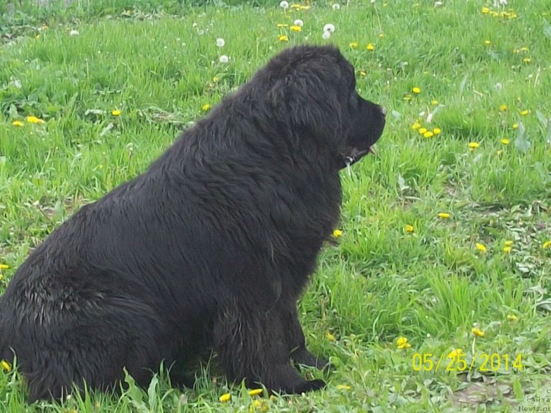 Фото: ньюфаундленд Супер Премиум Немессис