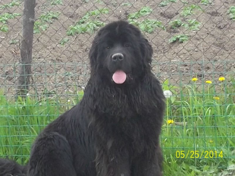 Фото: ньюфаундленд Супер Премиум Немессис