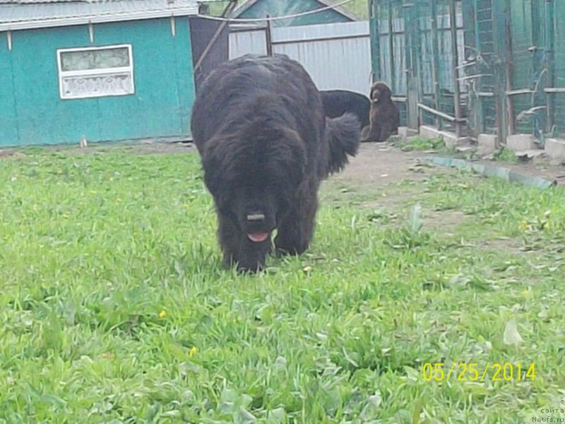 Фото: ньюфаундленд Супер Премиум Немессис