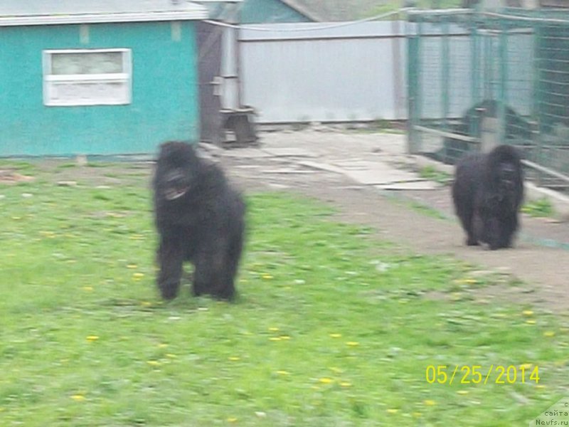 Фото: ньюфаундленд Супер Премиум Нао Дел Трато, ньюфаундленд Супер Премиум Немессис