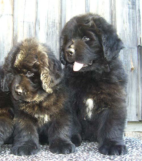 Фото: ньюфаундленд Имидж Дамский Угодник, ньюфаундленд Источник Вдохновения для Ньюфорт