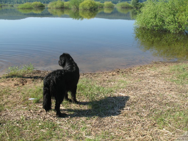 Фото: ньюфаундленд Звездная Плеяда Индус