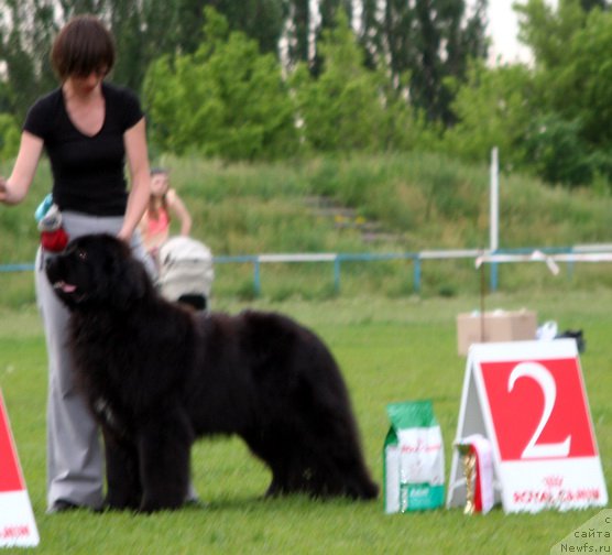 Фото: ньюфаундленд Акватория Келвин Щедривочка (Aquatoriya Kelvin Schedrivochka)