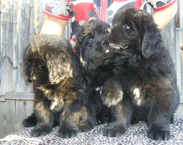 Фото: ньюфаундленд Изюминка от Брабуса, ньюфаундленд Имидж Дамский Угодник, ньюфаундленд Источник Вдохновения для Ньюфорт