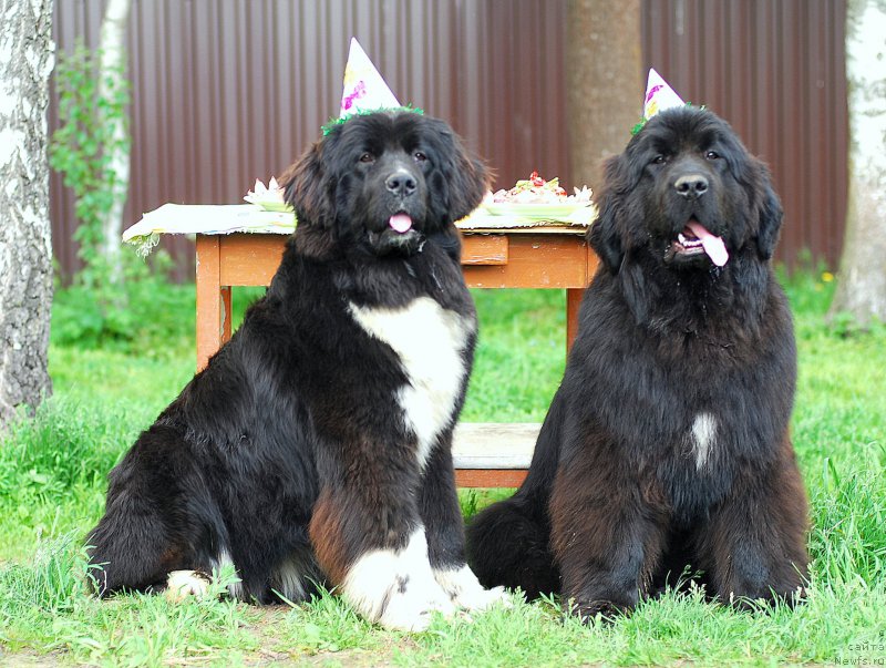 Фотография № 154163