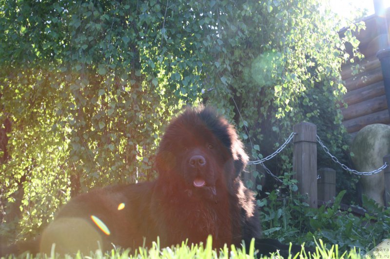 Фото: ньюфаундленд Guliver Moon Bear