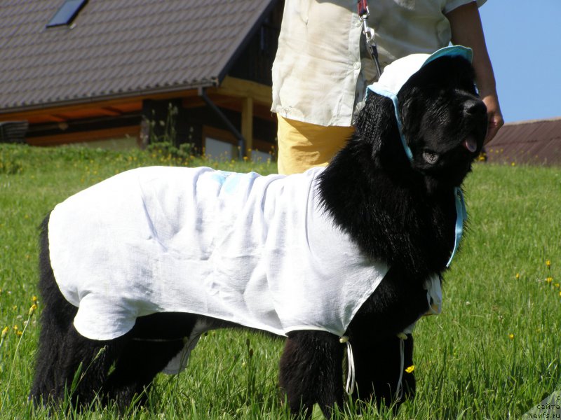 Фотография № 154206