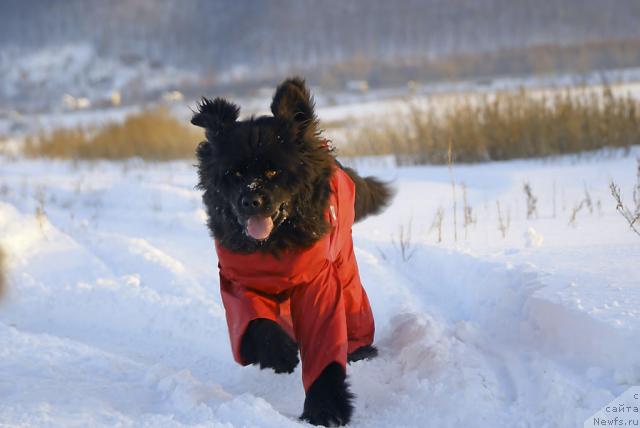 Фото: ньюфаундленд Юган с Тоянова Городка (Ygan s Toyanova Gorodka)