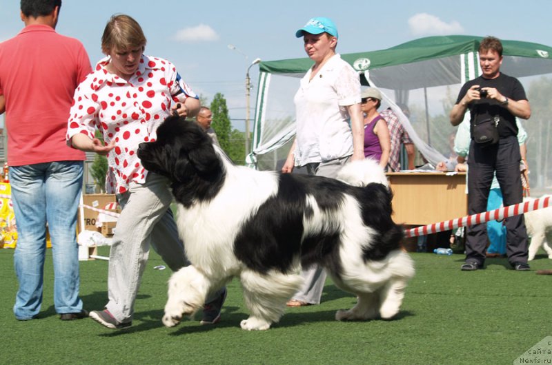 Фото: ньюфаундленд Супер Премиум Жодо Феролли (Super Premium Zhodo Ferolli)