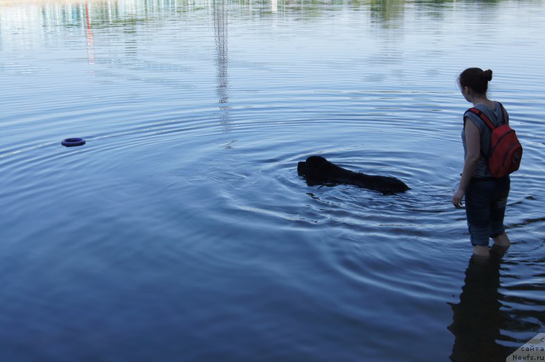Фото: ньюфаундленд Черный Чанк с Берега Дона (Chernyj Chank s Berega Dona)