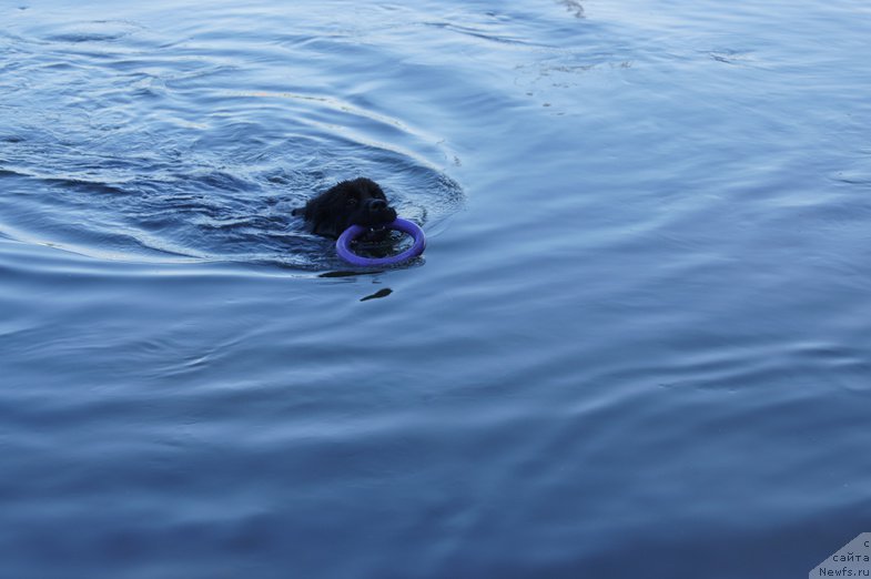 Фото: ньюфаундленд Черный Чанк с Берега Дона (Chernyj Chank s Berega Dona)