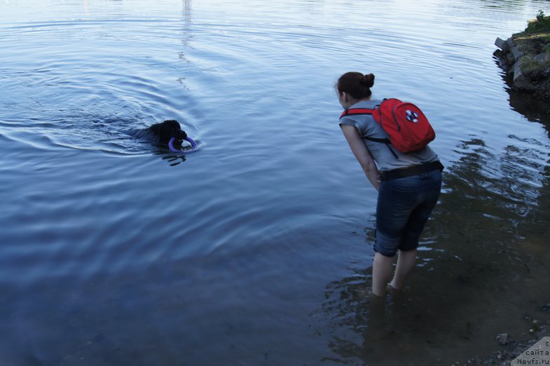 Фото: ньюфаундленд Черный Чанк с Берега Дона (Chernyj Chank s Berega Dona)