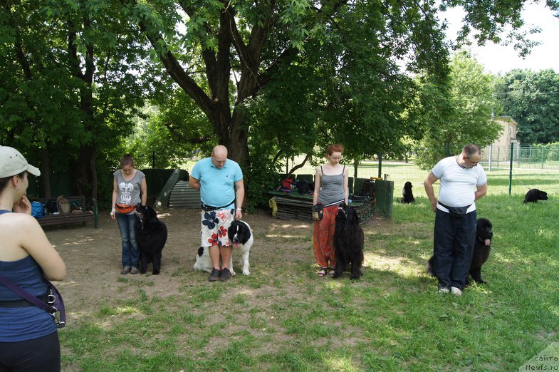 Фото: ньюфаундленд Черный Чанк с Берега Дона (Chernyj Chank s Berega Dona)