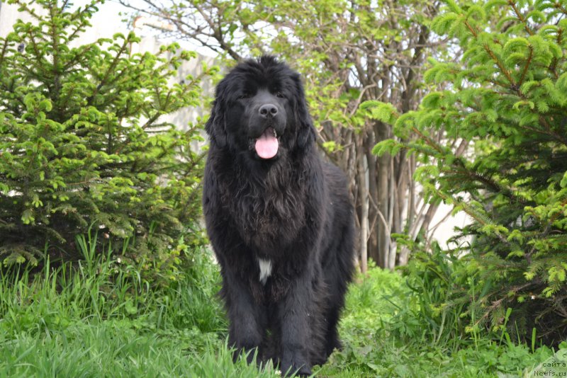 Фото: ньюфаундленд Талисман Моря Мишель