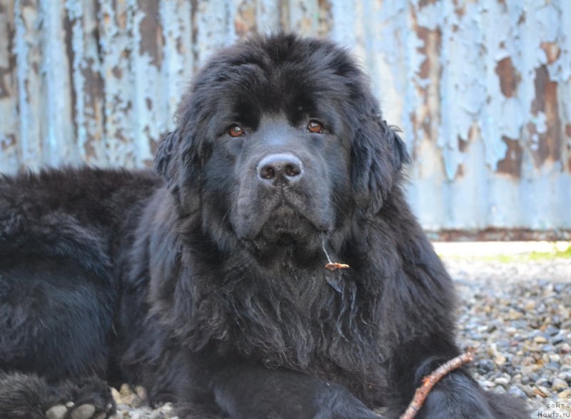 Фото: ньюфаундленд Талисман Моря Мишель