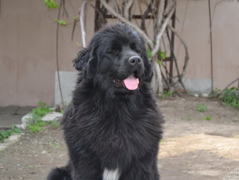 Фото: ньюфаундленд Талисман Моря Мишель