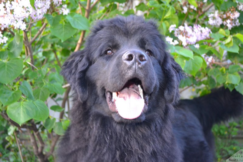 Фото: ньюфаундленд Талисман Моря Магия Волн