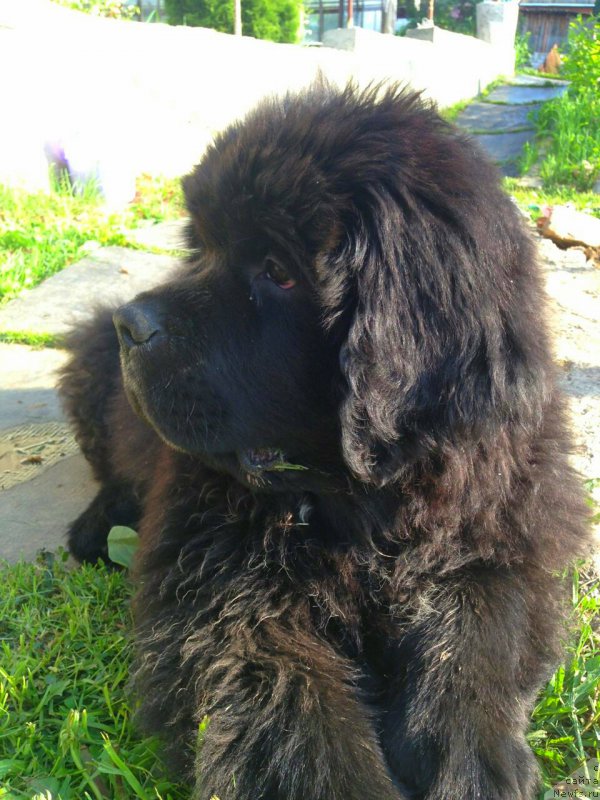 Фото: Блэк Диамонд Агидель от Потапа Чеззарио