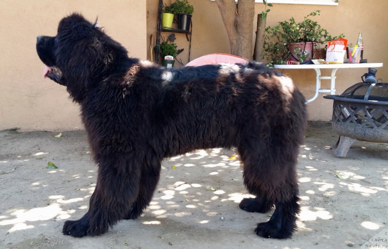 Фото: ньюфаундленд Veni Vidi Vici Dinastiya Soverchenstva