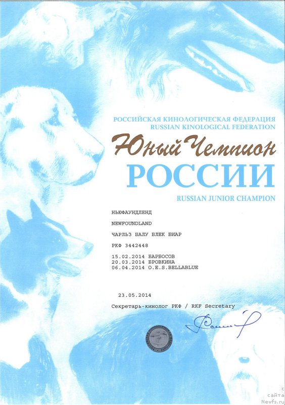 Фото: ньюфаундленд Чарльз Балу Блек Биар