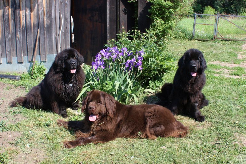 Фотография № 154276