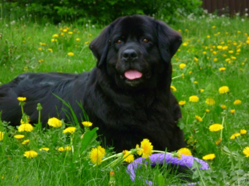 Фотография № 154278