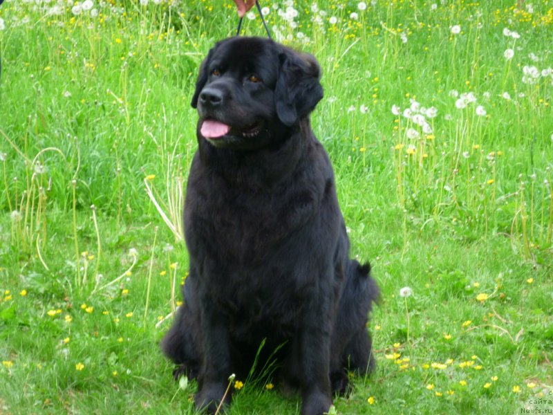 Фотография № 154280