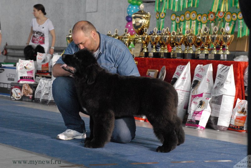 Фото: ньюфаундленд Ща-Да с Берега Дона (Scha-Da s Berega Dona)