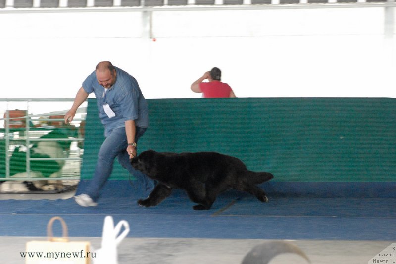 Фото: ньюфаундленд Ща-Да с Берега Дона (Scha-Da s Berega Dona)