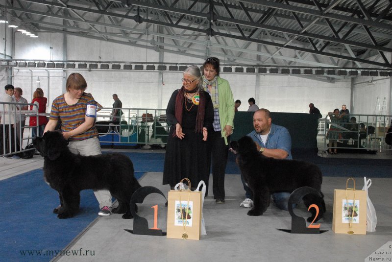 Фото: ньюфаундленд Супер Бизон Лакшми Лана, ньюфаундленд Ща-Да с Берега Дона (Scha-Da s Berega Dona)