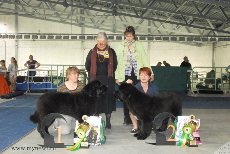 Фото: ньюфаундленд Супер Бизон Лакшми Лана, ньюфаундленд Супер Бизон Лилимэн (Super Bizon Liliman)