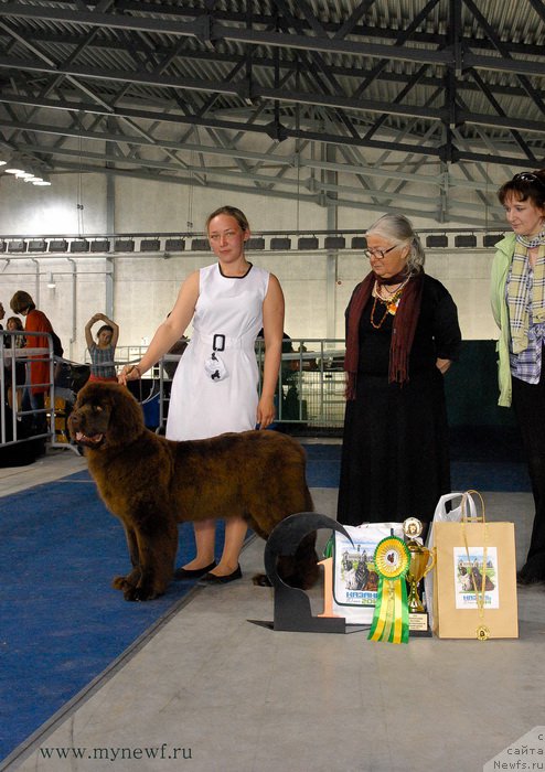 Фото: ньюфаундленд Фанни Шоколадная Радость