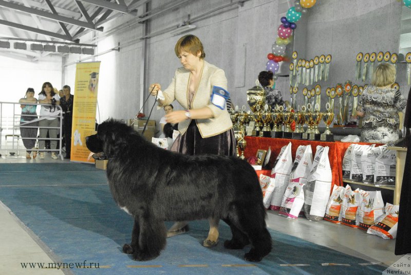 Фото: ньюфаундленд Акватория Келвин Щедривчик (Aquatoriya Kelvin Schedrivchik)