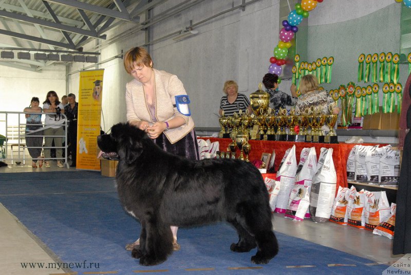 Фото: ньюфаундленд Акватория Келвин Щедривчик (Aquatoriya Kelvin Schedrivchik)