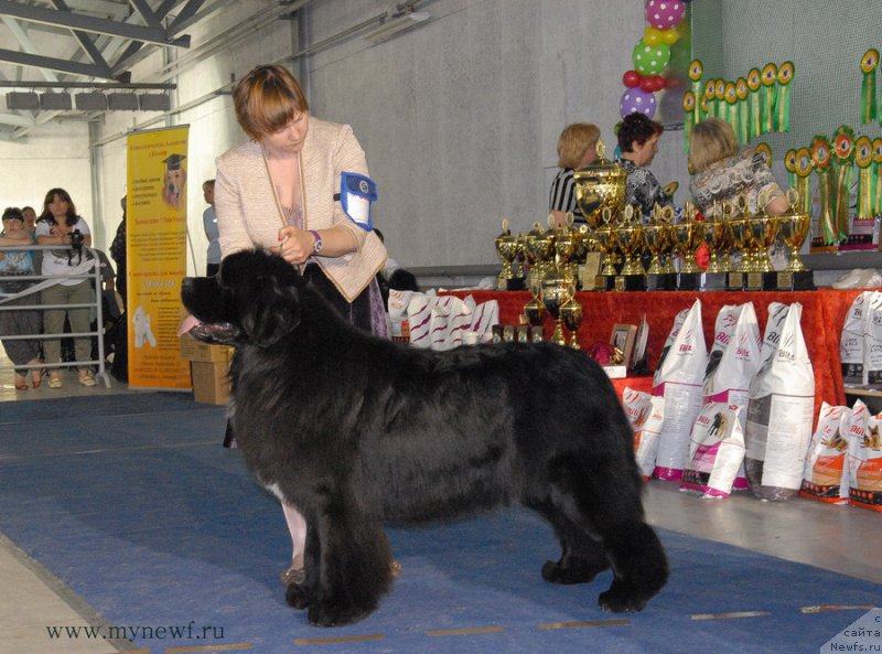 Фото: ньюфаундленд Акватория Келвин Щедривчик (Aquatoriya Kelvin Schedrivchik)