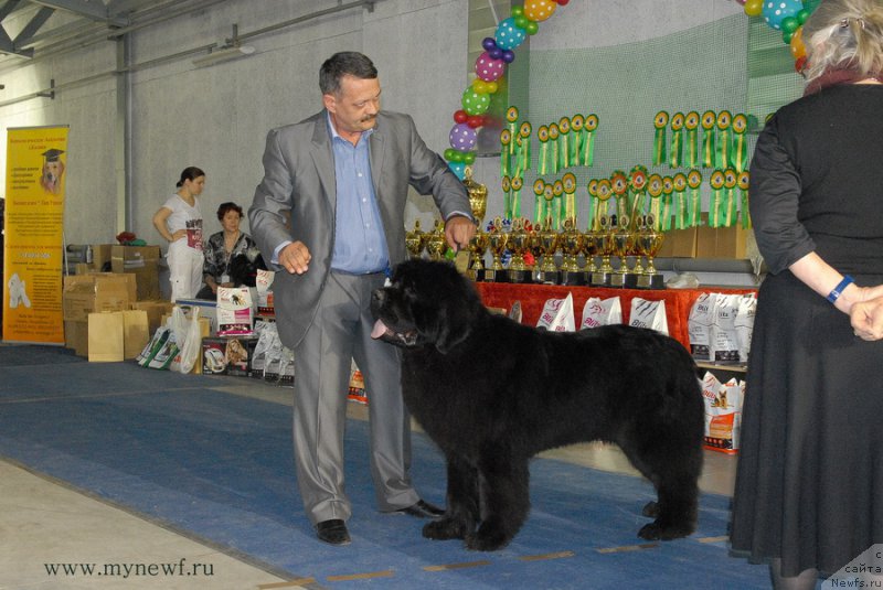 Фото: ньюфаундленд Дак Прайд Валентино (Dark Pride Valentino)