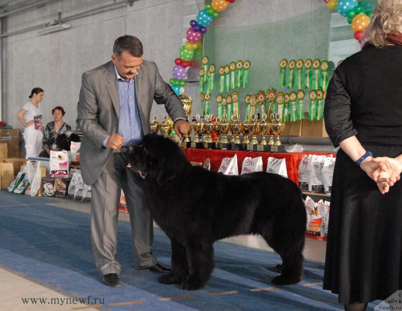 Фото: ньюфаундленд Дак Прайд Валентино (Dark Pride Valentino)