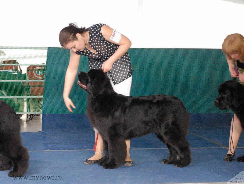 Фото: ньюфаундленд Аквиан Сонг Лаватера (Akvian Song Lavatera)