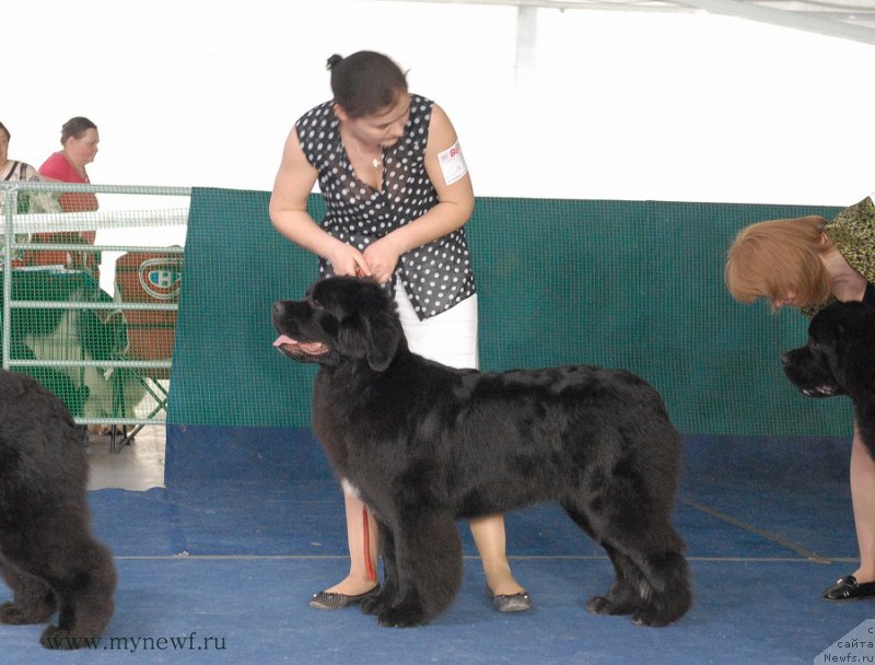 Фото: ньюфаундленд Аквиан Сонг Лаватера (Akvian Song Lavatera)