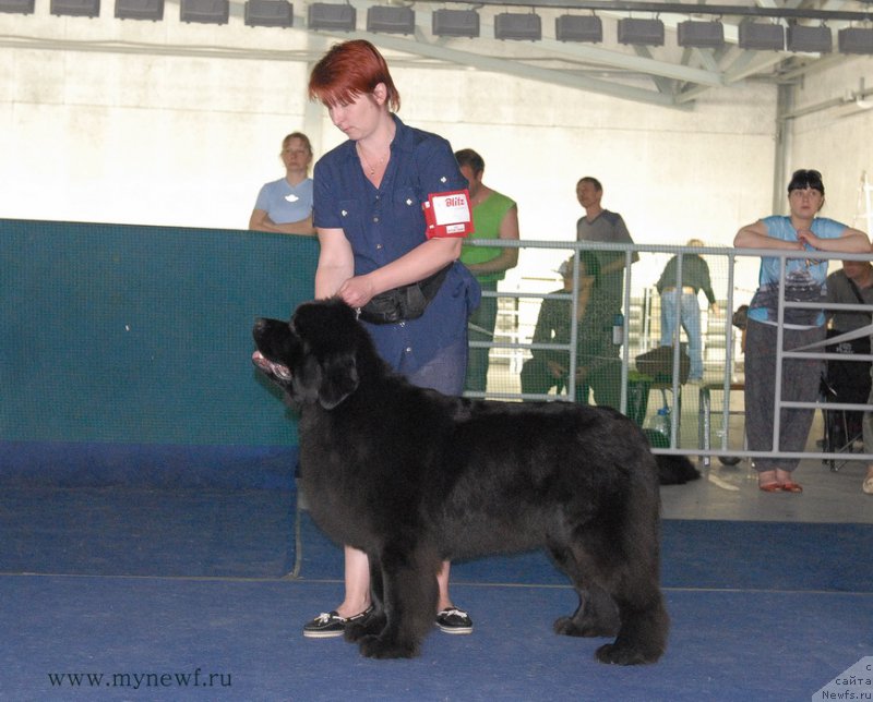 Фото: ньюфаундленд Лунная Соната Для Елены Гранд Бэби