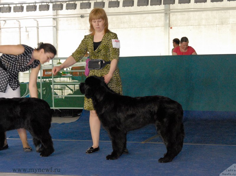 Фото: ньюфаундленд Дар Свезы Со Ит Шелл Би (Dar Svezy So it Shell Be)