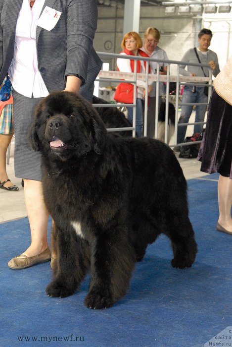 Фото: ньюфаундленд Mukwa Seabrook Nightflight For Sent Djons