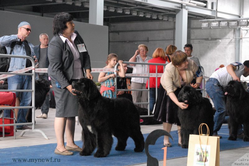 Фото: ньюфаундленд Mukwa Seabrook Nightflight For Sent Djons