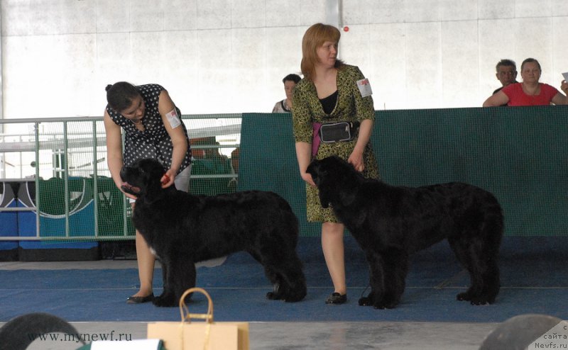 Фото: ньюфаундленд Аквиан Сонг Лаватера (Akvian Song Lavatera), ньюфаундленд Дар Свезы Со Ит Шелл Би (Dar Svezy So it Shell Be)