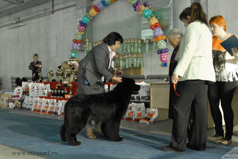 Фото: ньюфаундленд Mukwa Seabrook Nightflight For Sent Djons