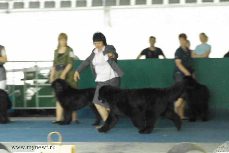 Фото: ньюфаундленд Mukwa Seabrook Nightflight For Sent Djons