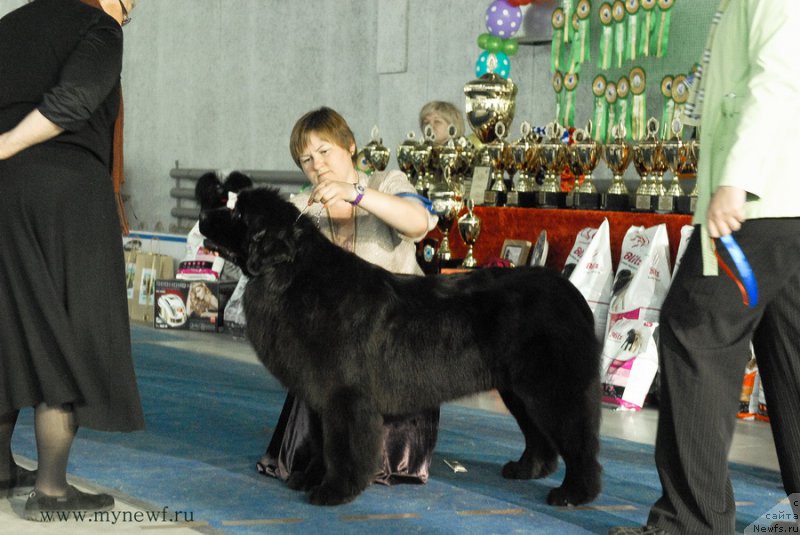 Фото: ньюфаундленд Акватория Келвин Шарлиз (Aquatoriya Kelvin Sharliz)